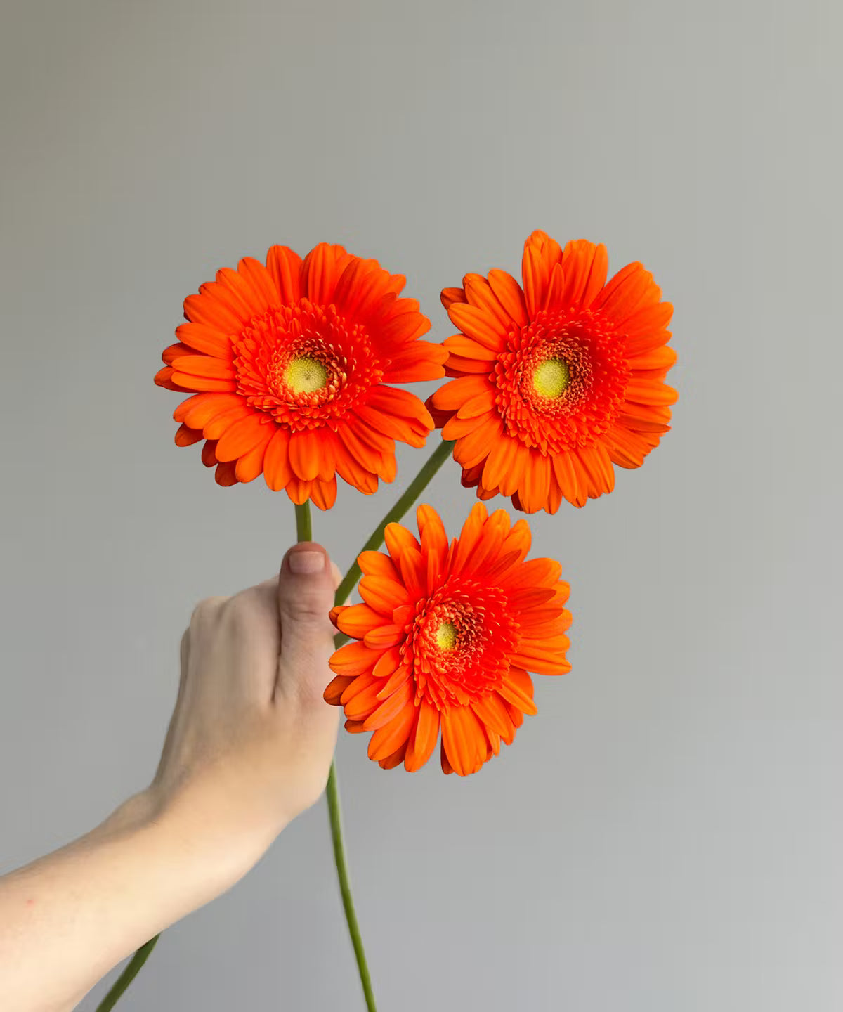 Gerbera Daisy Orange Bunch