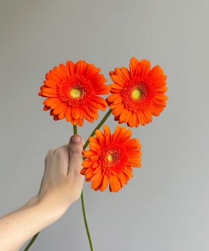 Gerbera Daisy Orange Bunch