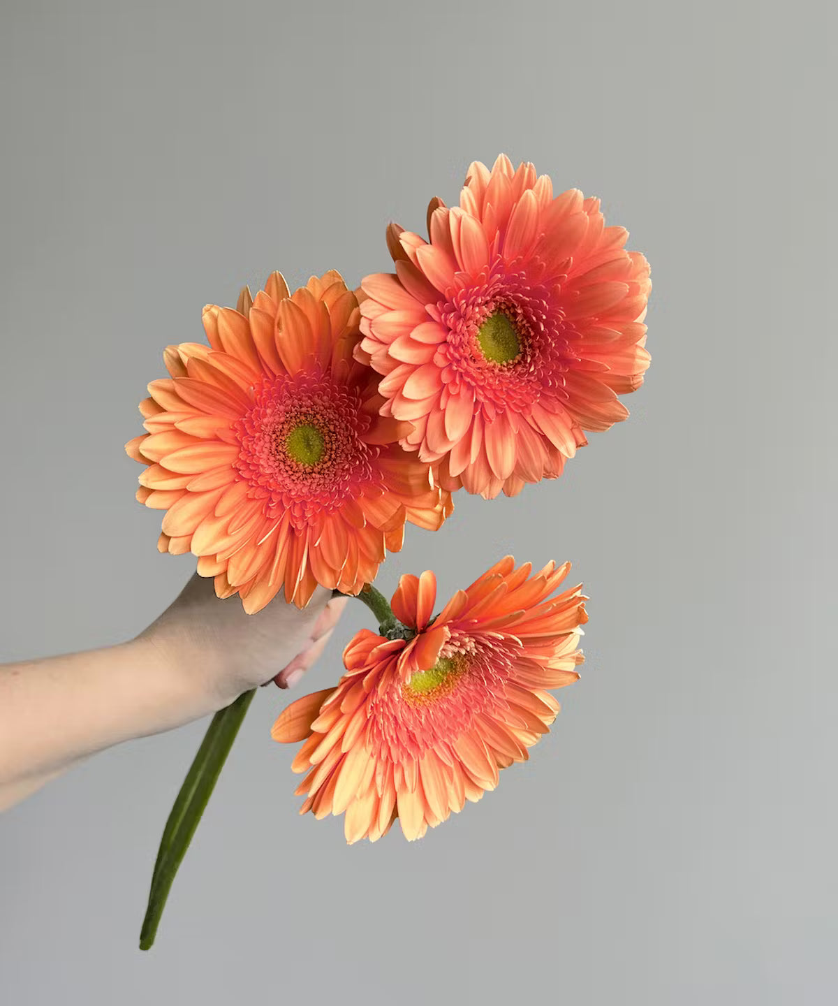 Gerbera Daisy Peach Bunch