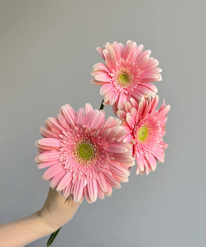 Gerbera Daisy Pink Bunch