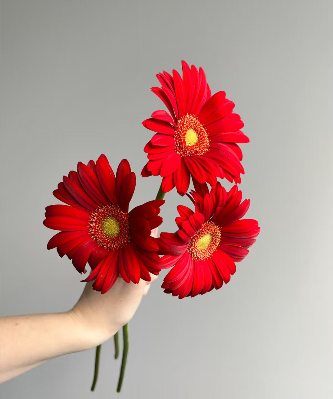 Gerbera Daisy Red Bunch