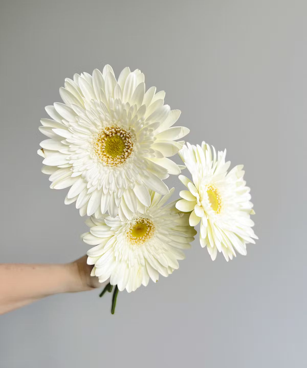 Gerbera Daisy White Bunch