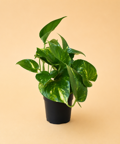 Pothos Assortment