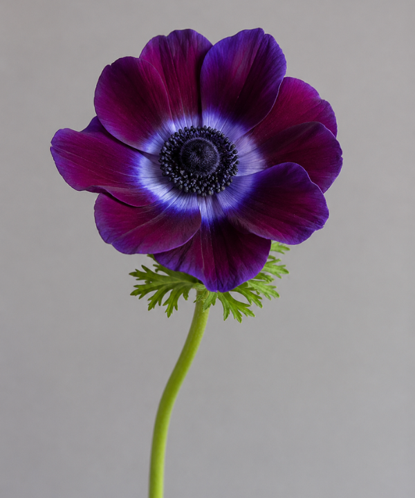 Anemone Purple Bunch