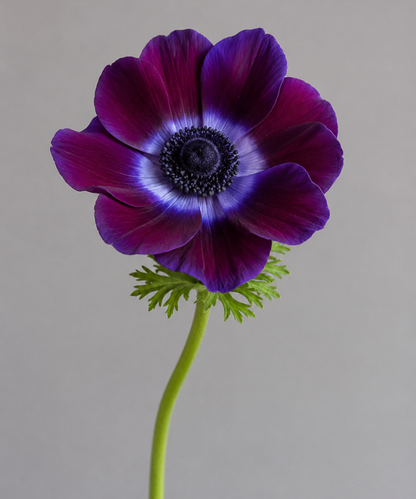 Anemone Purple Bunch