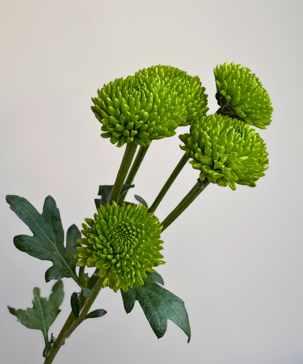 Button Mum Green Bunch