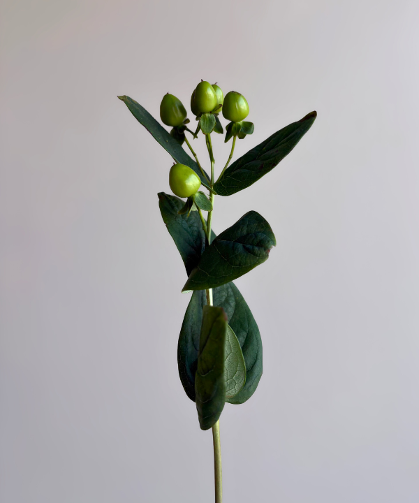 Hypericum Berries Green Bunch