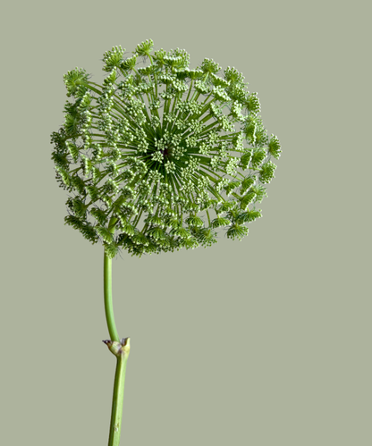 Green Mist Queen Anne&