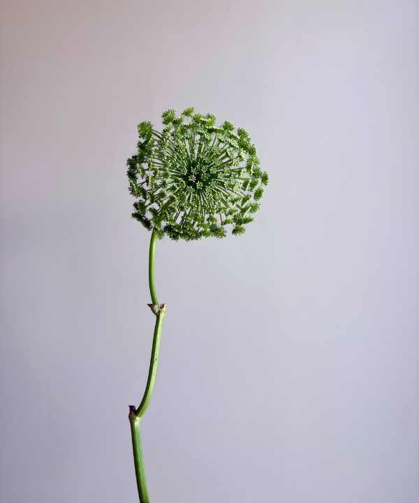 Green Mist Queen Anne&
