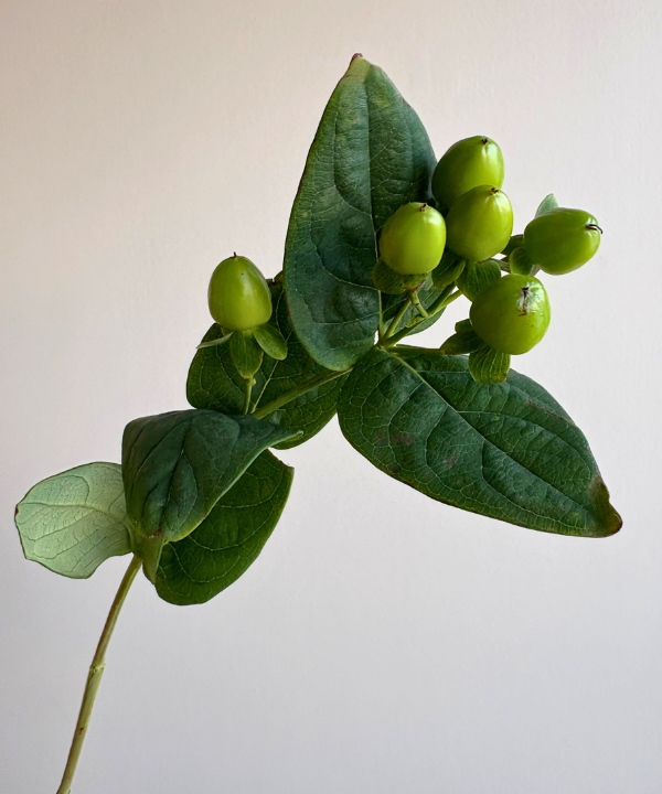 Hypericum Berries Green Bunch