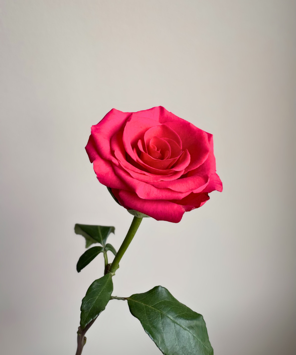 Rose Hot Pink Bunch