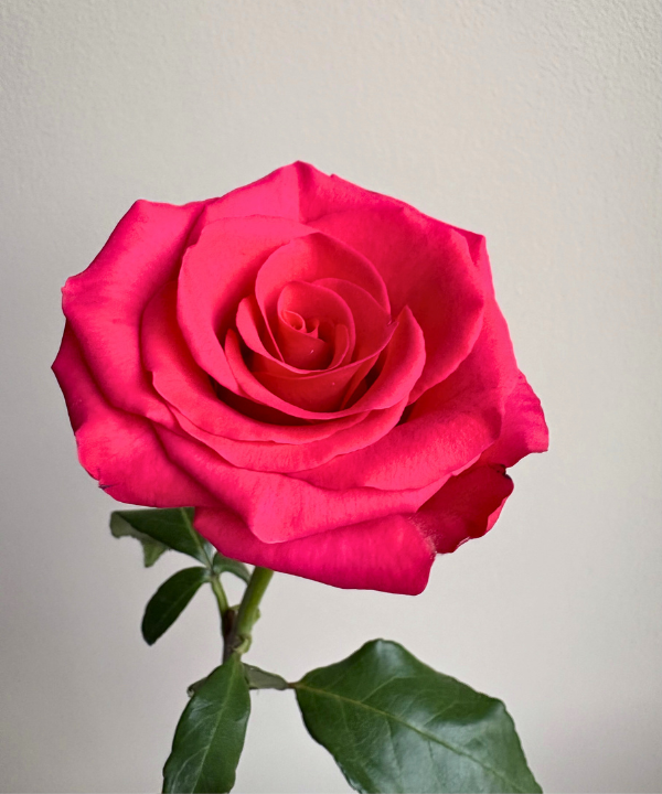 Rose Hot Pink Bunch