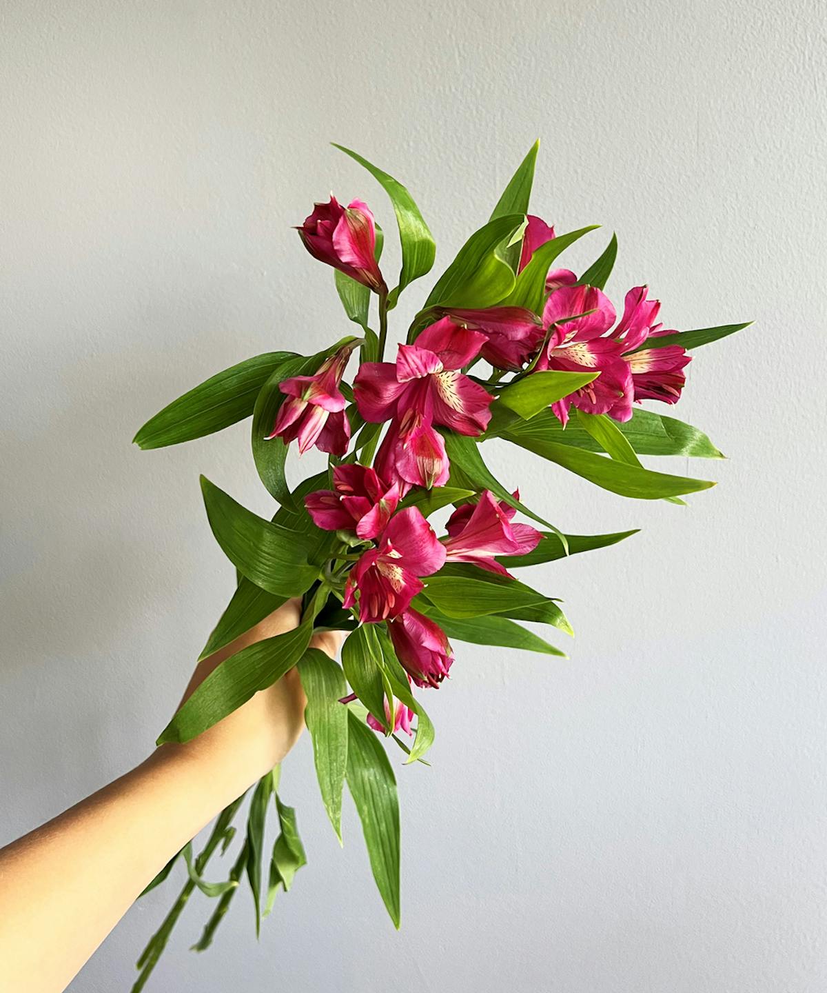 Alstroemeria Hot Pink Bunch