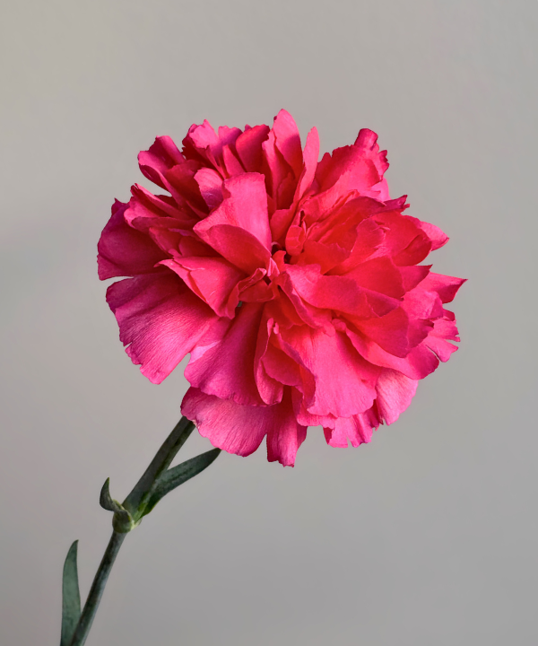 Carnations Hot Pink Bunch