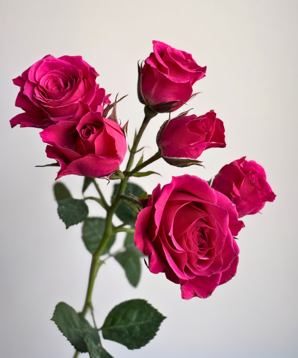 Spray Rose Hot Pink Bunch