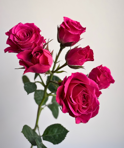 Spray Rose Hot Pink Bunch