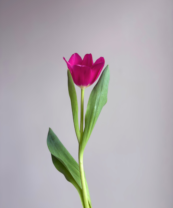 Tulip Hot Pink Bunch
