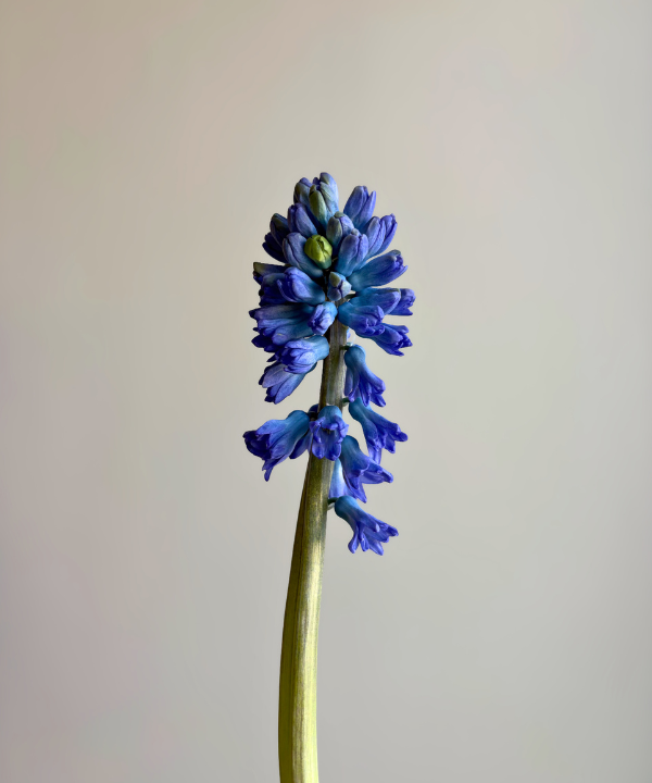 Hyacinth Blue Bunch