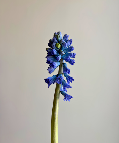 Hyacinth Blue Bunch