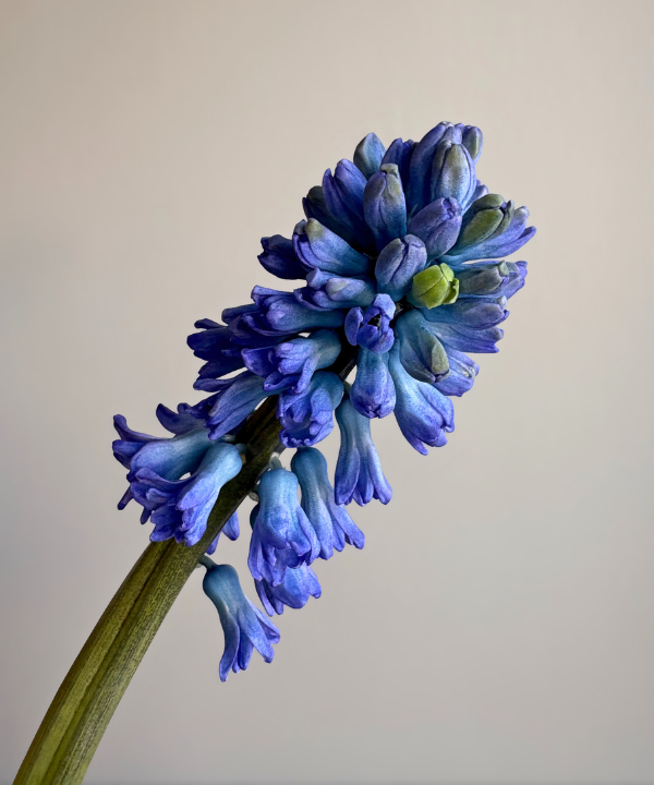 Hyacinth Blue Bunch