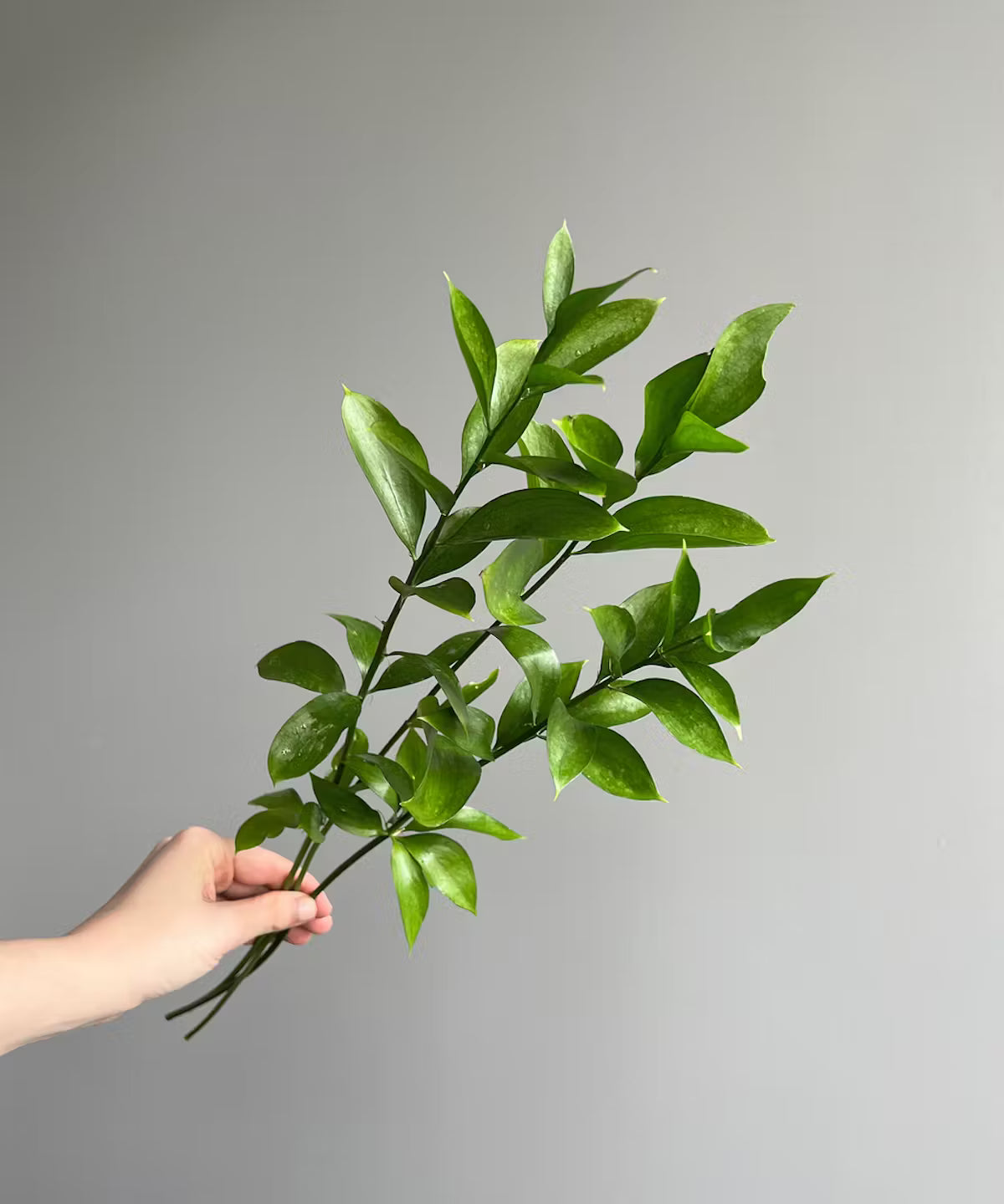 Israeli Ruscus Bunch