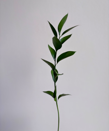 Israeli Ruscus Bunch