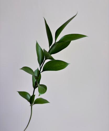 Israeli Ruscus Bunch