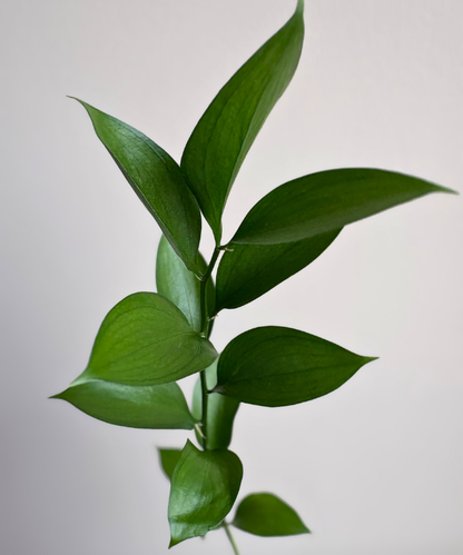 Israeli Ruscus Bunch
