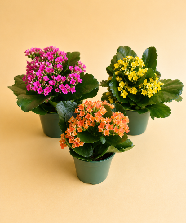 Kalanchoe Assortment (15 count)