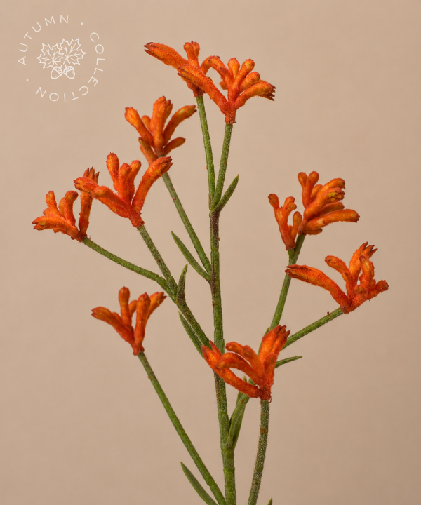 FALL Kangaroo Paw "K-Paw" Orange Bunch