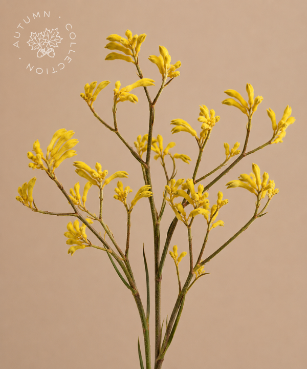 FALL Kangaroo Paw "K-Paw" Yellow Bunch