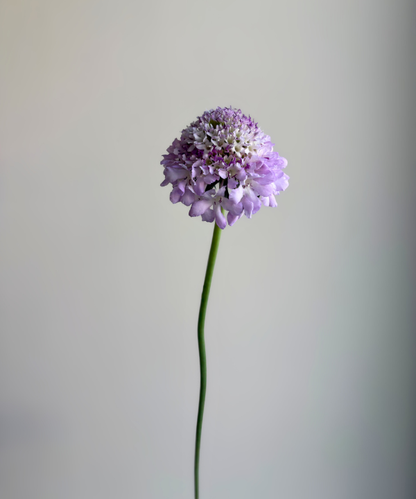 Scabiosa Lavender Bunch