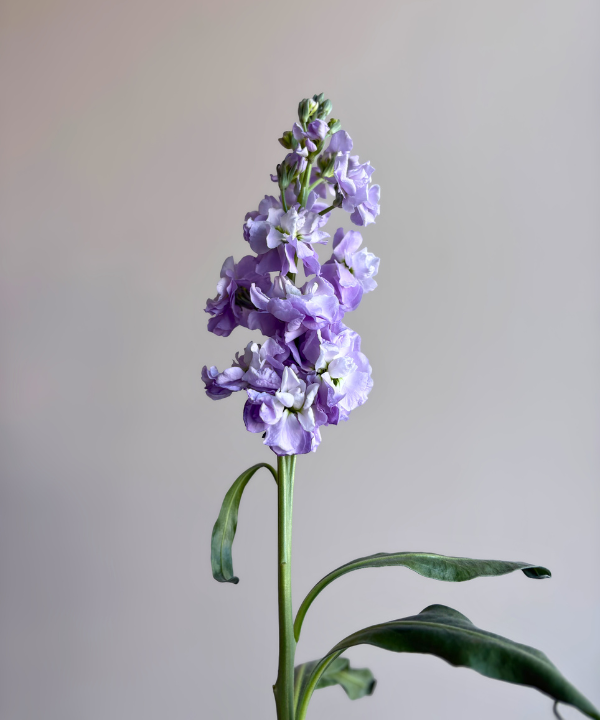 Stock Lavender Bunch