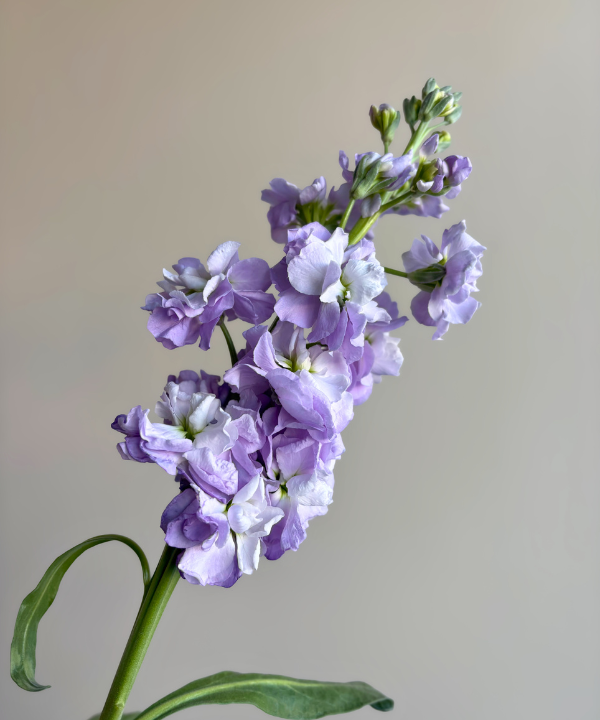 Stock Lavender Bunch