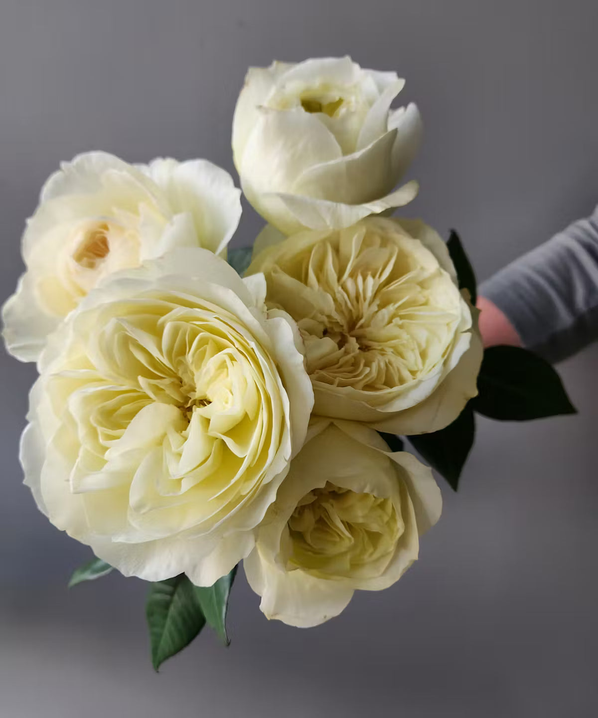 Garden Rose White Leonora Bunch