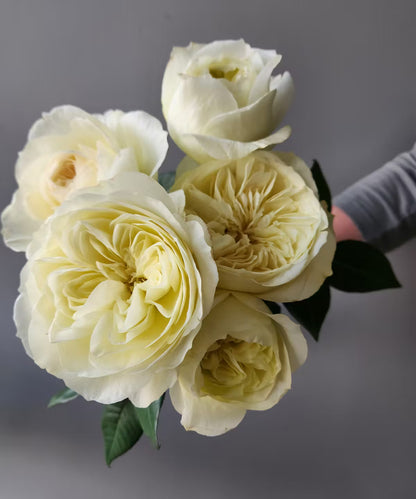 Garden Rose White Leonora Bunch
