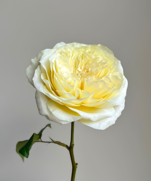 Garden Rose White Leonora Bunch