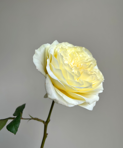 Garden Rose White Leonora Bunch