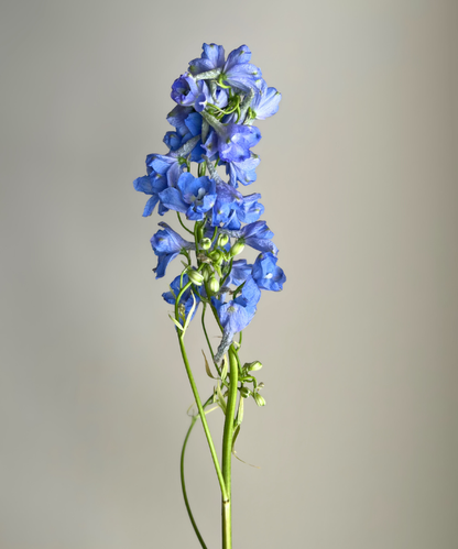 Delphinium Blue Bunch