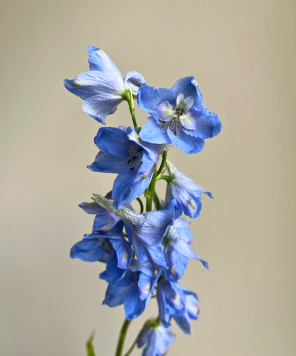 Delphinium Blue Bunch