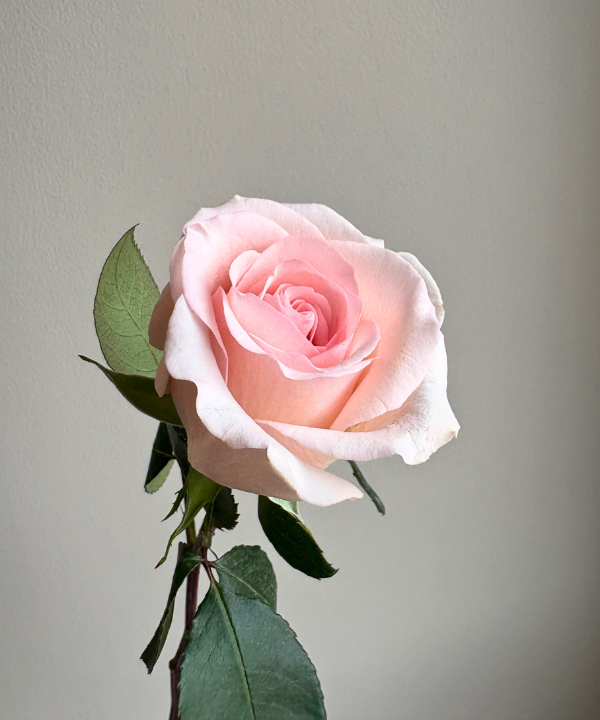 Rose Pink Bunch