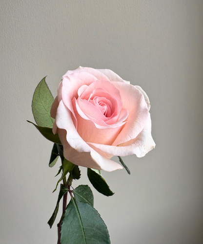 Rose Pink Bunch