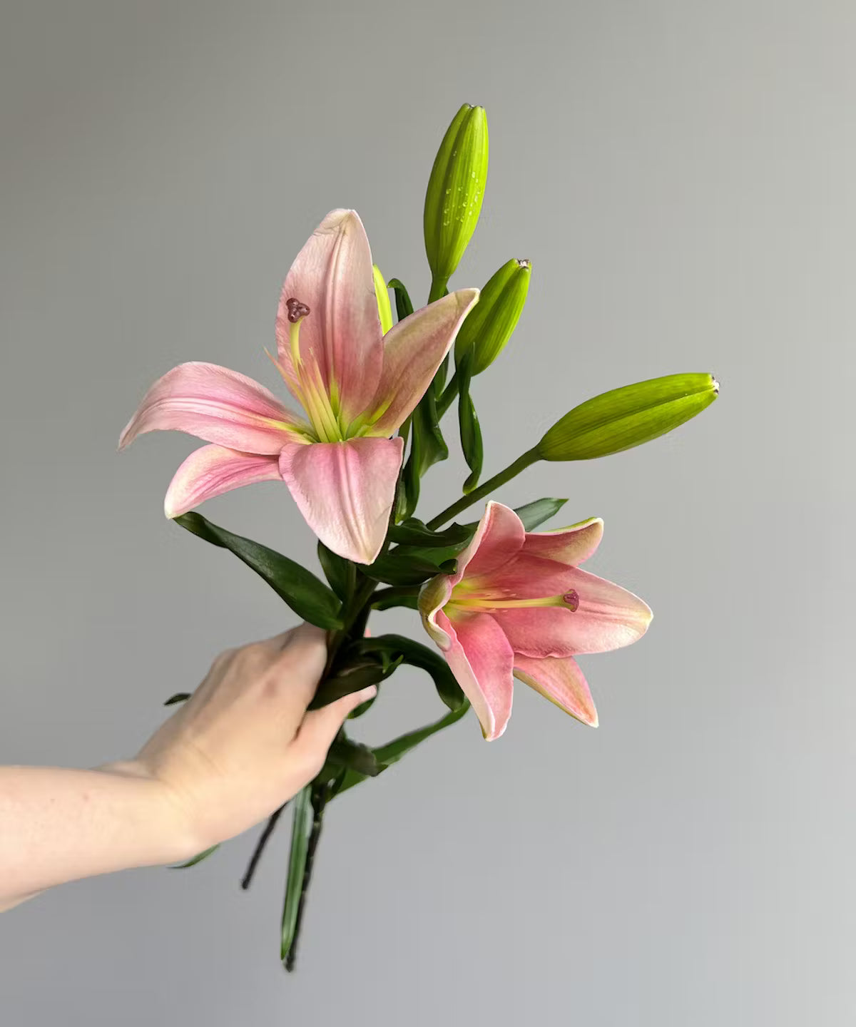 Lily Asiatic Pink Bunch