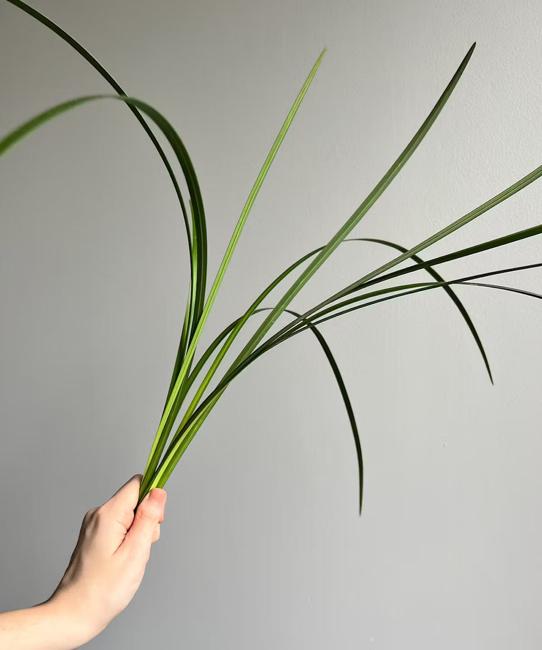 Lily Grass Bunch