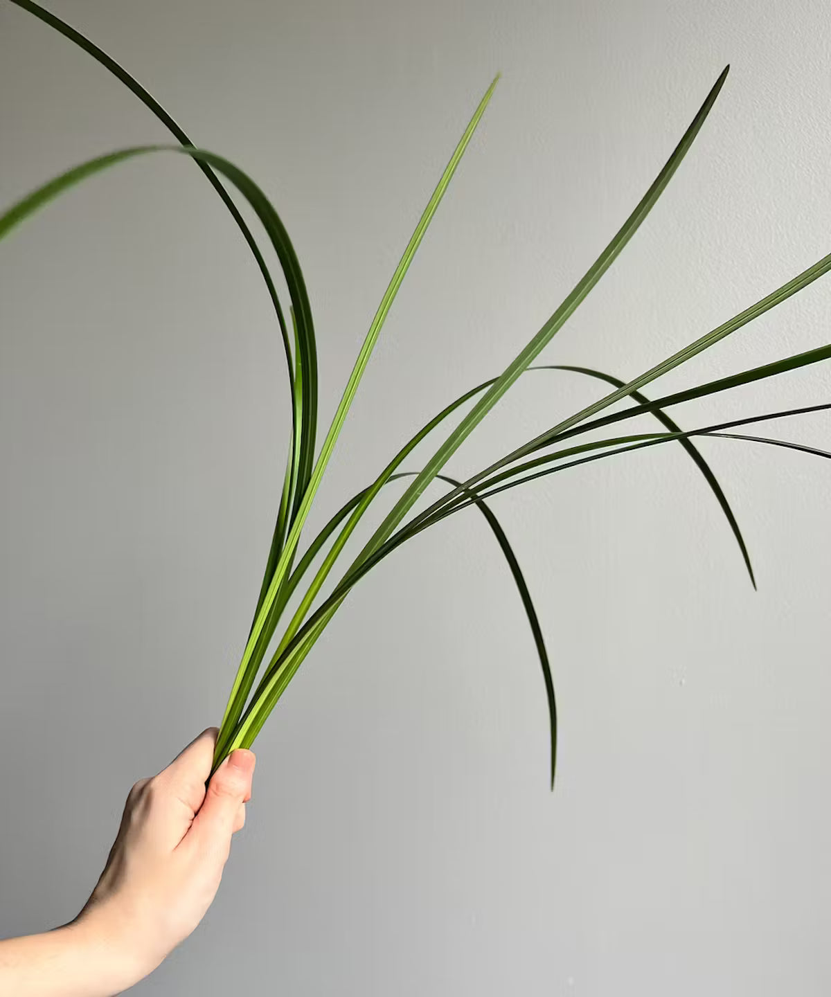 Lily Grass Bunch