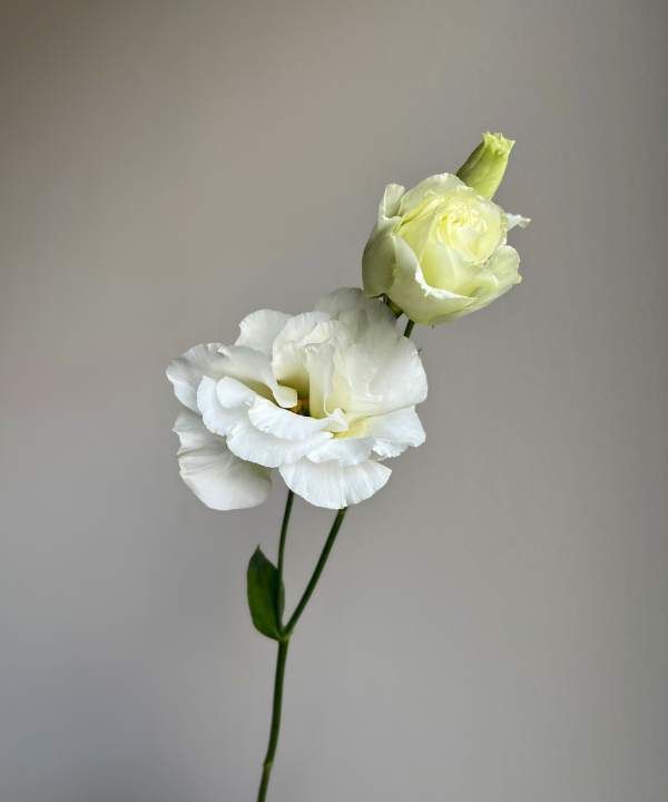 Lisianthus White Bunch