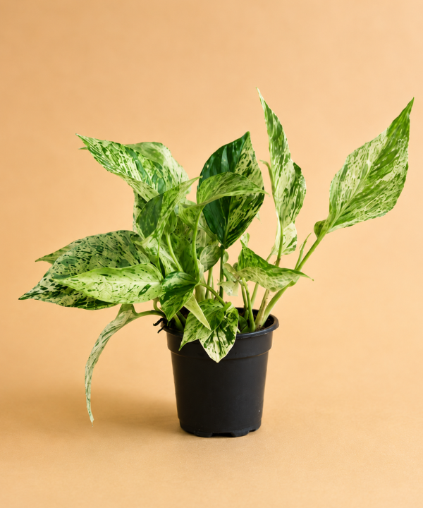 Pothos Assortment