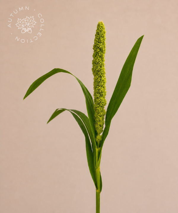 FALL Millet Green Bunch