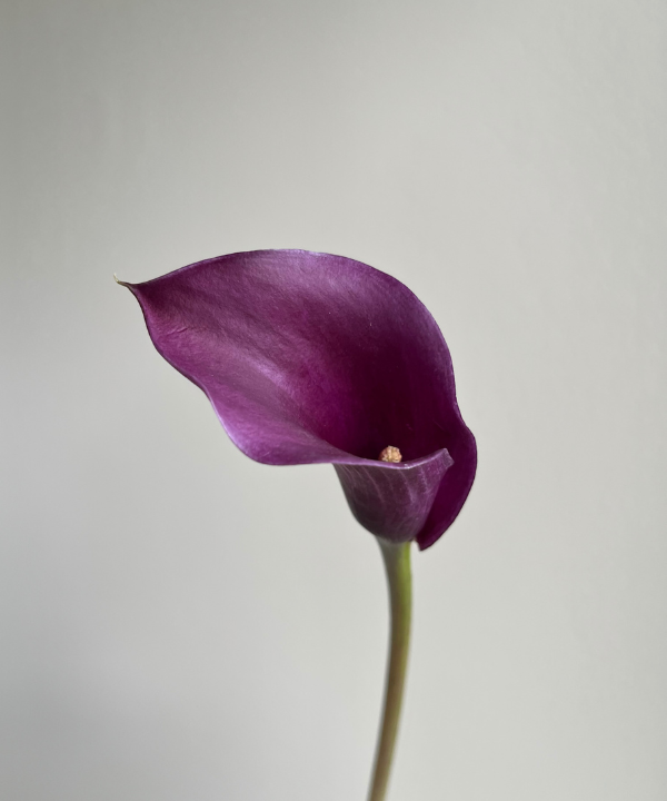 Calla Lily Mini Purple Bunch