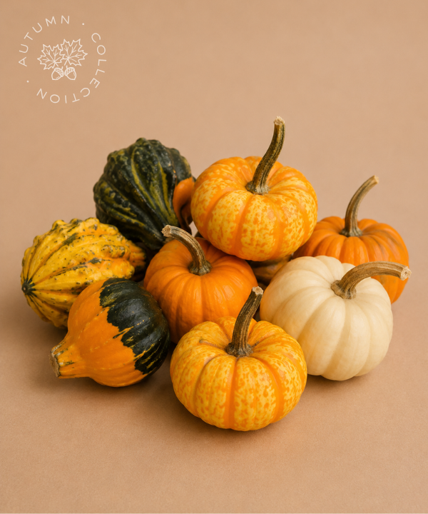 FALL Mini Assorted Gourds &amp; Pumpkins [8 pack]
